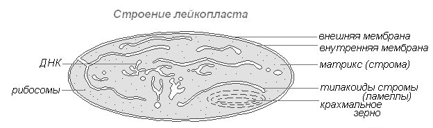 Лейкопласты схема
