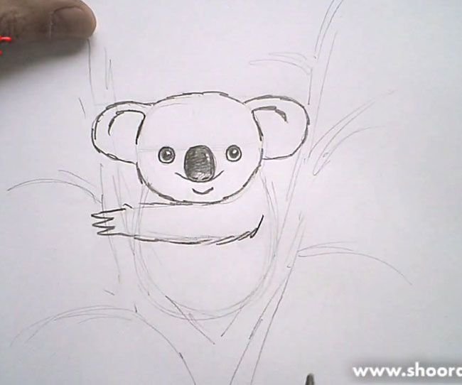 Коала рисунок карандашом лёгкий
