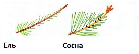 Ветка и Хвоинка сосна обыкновенная
