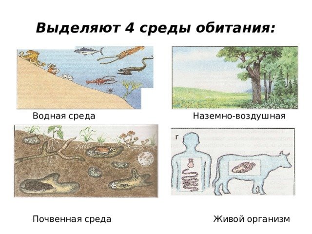 Среды обитания ивыхорганизмов