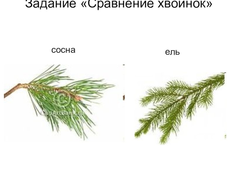 Хвоинки ели обыкновенной рисунок