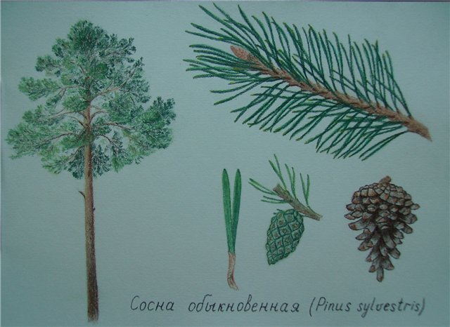 Сосна обыкновенная побег с хвоинками