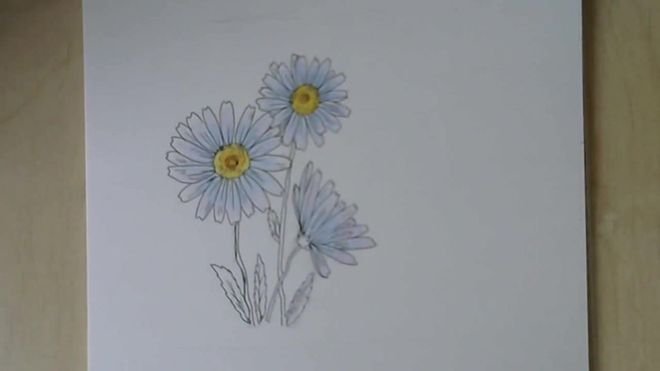 Ромашка рисунок карандашом