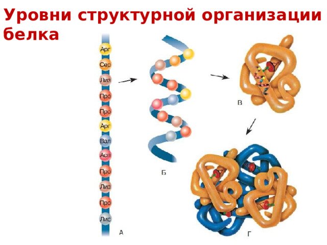 Первичная структура белков рисунок