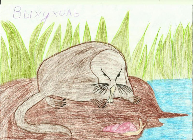 Выхухоль рисунок