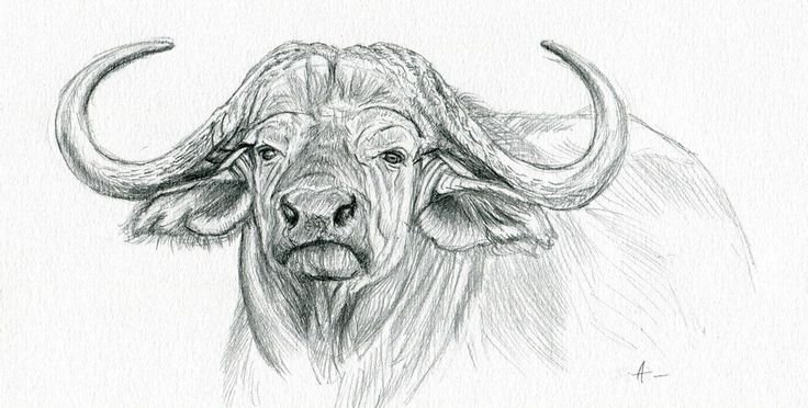 Буйвол набросок