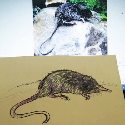 Нарисовать выхухоль
