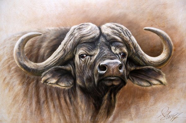 Морда буйвола