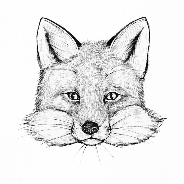 Морда лисы рисунок