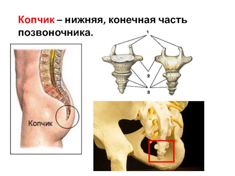Строение копчика