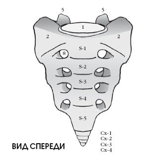 Крестцовые позвонки анатомия