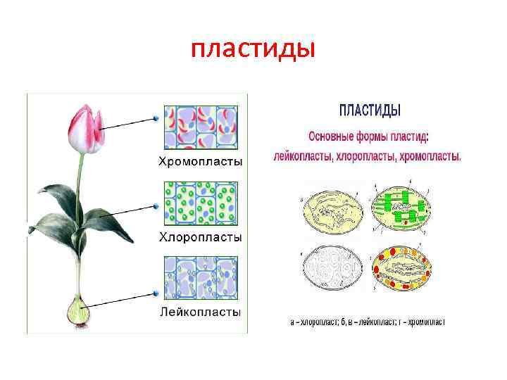 Пластиды хлоропласты хромопласты лейкопласты строение