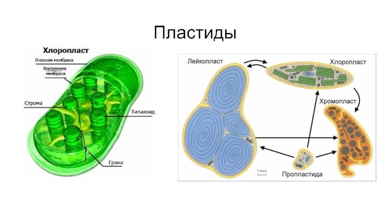 Строение пластид растительной клетки рисунок