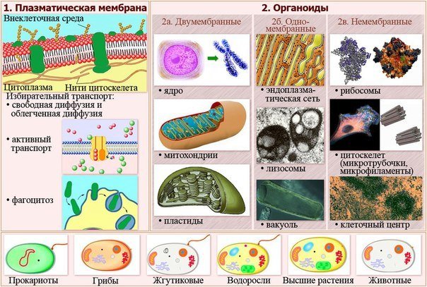 Органоиды клетки 10 класс биология с рисунками