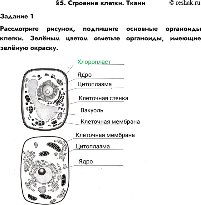 Рассмотрите рисунок назовите основные органоиды грибной клетки