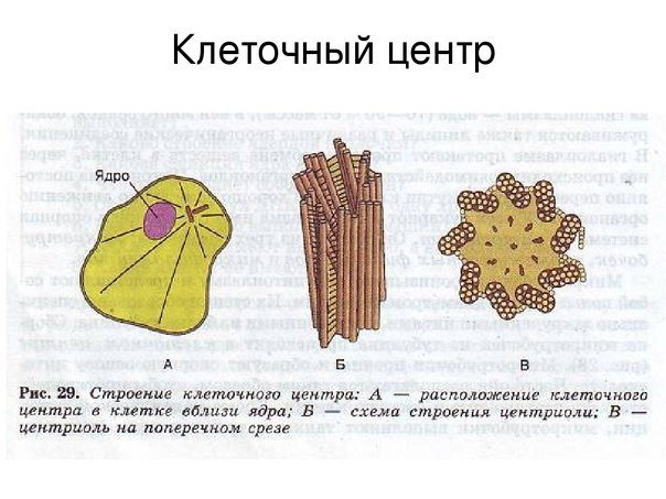Клеточный центр биология 9 класс