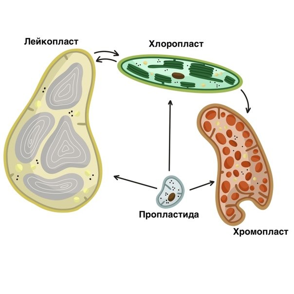 Строение клетки пластиды