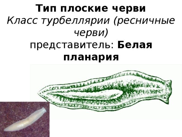 Класс Ресничные черви пищеварительная система