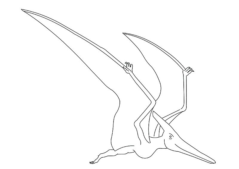 Птеранодон динозавр рисунок