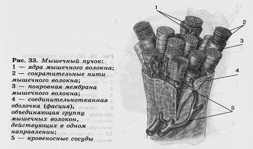 Структура мышечного пучка