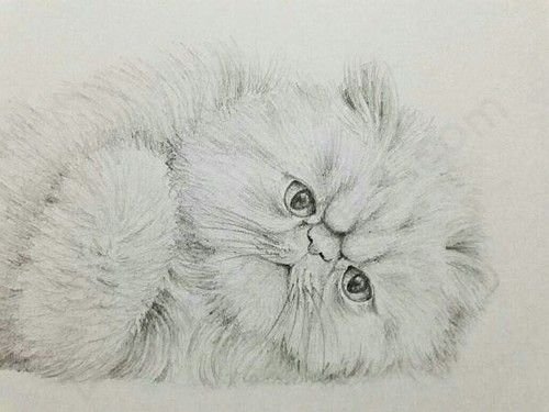 Персидская кошка карандашом