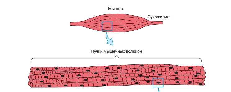 Строение пучка мышечных волокон