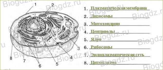 Органоиды живой клетки строение