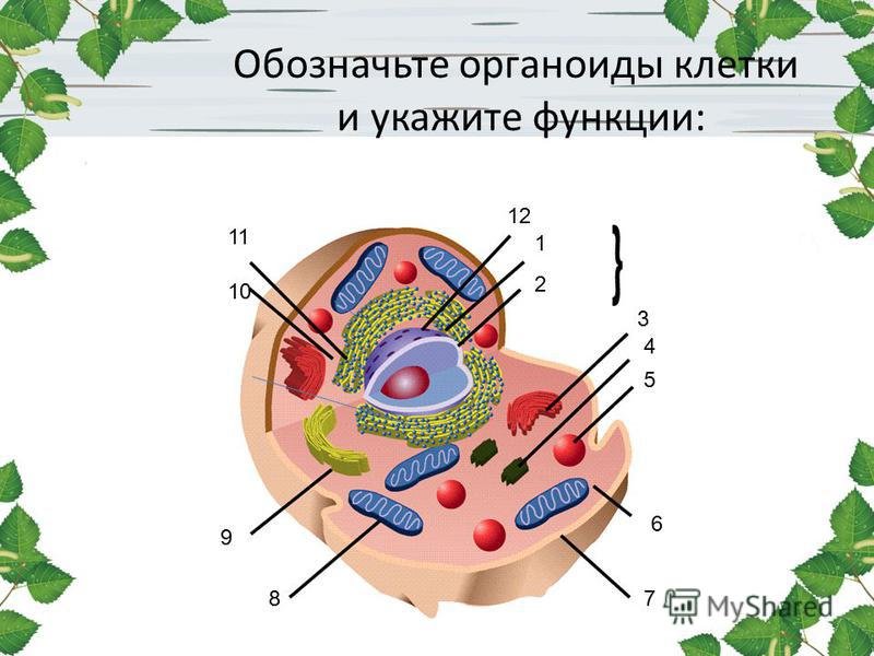 Органеллы клетки схема