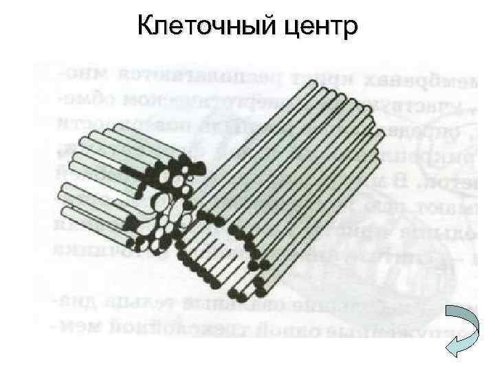 Клеточный центр