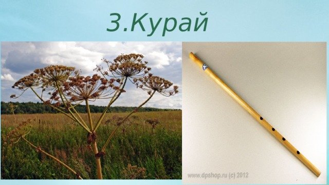 Цветок курая Башкортостан