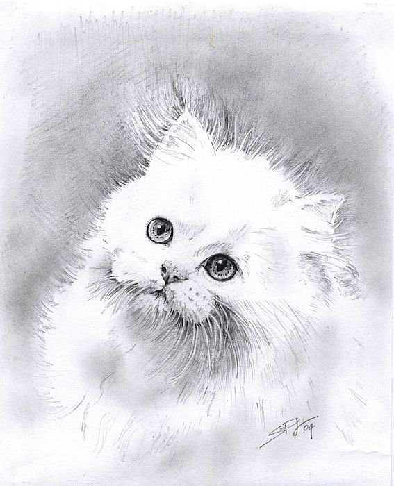 Кошка рисунок карандашом
