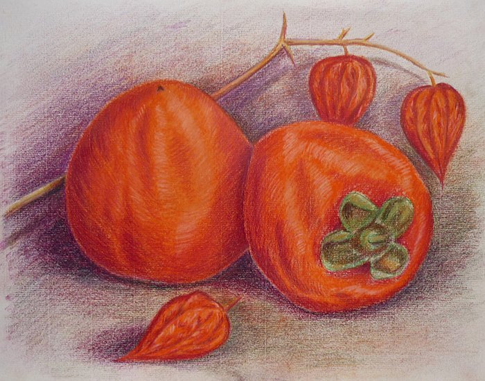 Хурма рисунок карандашом