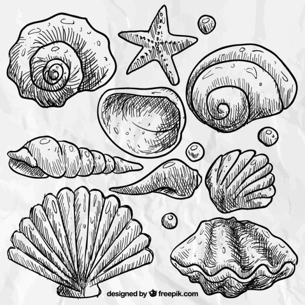 На рисование морской раковины