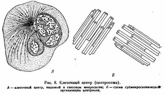 Клеточный центр строение