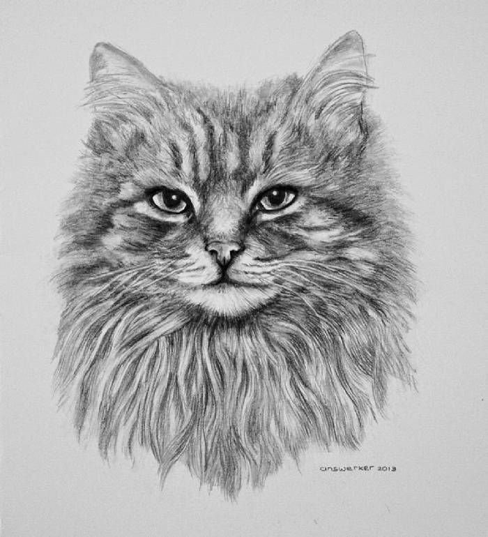 Эскиз пушистого кота