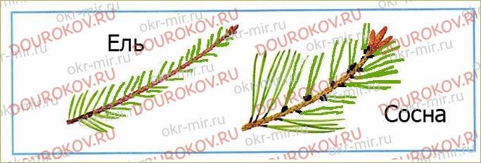 Расположение на ветке хвои ели