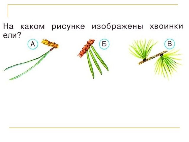 Что такое хвоинки окружающий мир