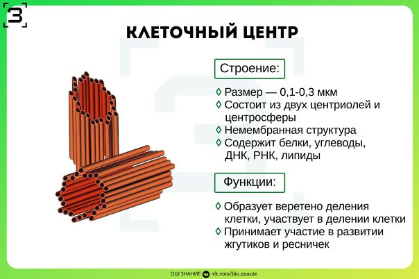 Состав и строение функции клеточный центр