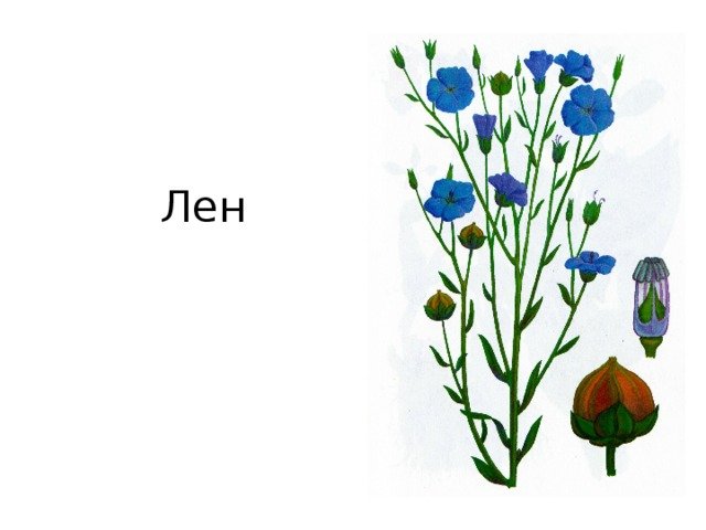 Лен цветок