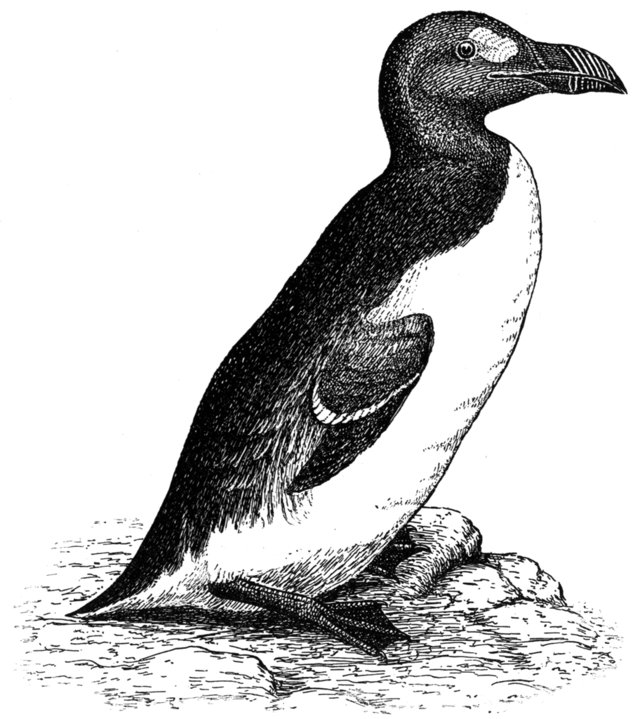 Бескрылая Гагарка Pinguinus impennis