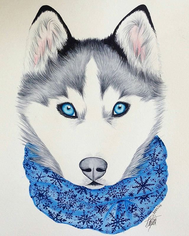 Хаски рисунок