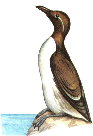 Кайра птица рисунок