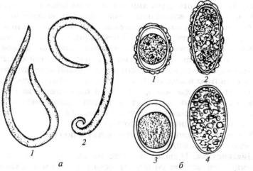 Enterobius vermicularis яйца