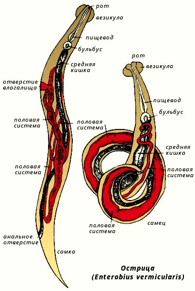 Острица Enterobius vermicularis самка
