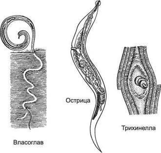 Аскарида, трихинелла, Острица, власоглав
