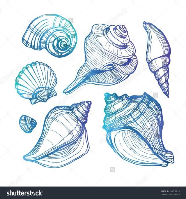 Ракушка эскиз