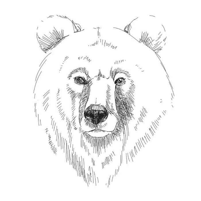 Медведь рисунок карандашом