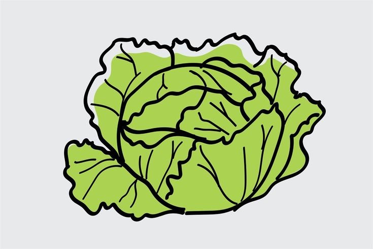 Капуста раскраска