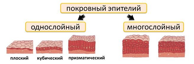 Эпителиальная ткань покровный однослойный эпителий