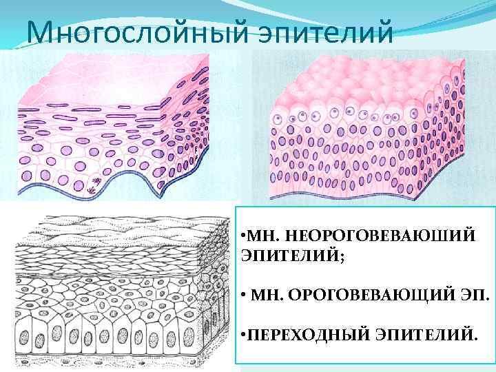 Многослойный плоский неороговевающий эпителий гистология